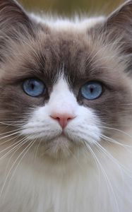 Preview wallpaper cat, blue eyes, face, eyes, beautiful, thick