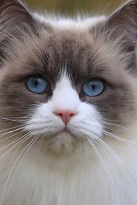 Preview wallpaper cat, blue eyes, face, eyes, beautiful, thick