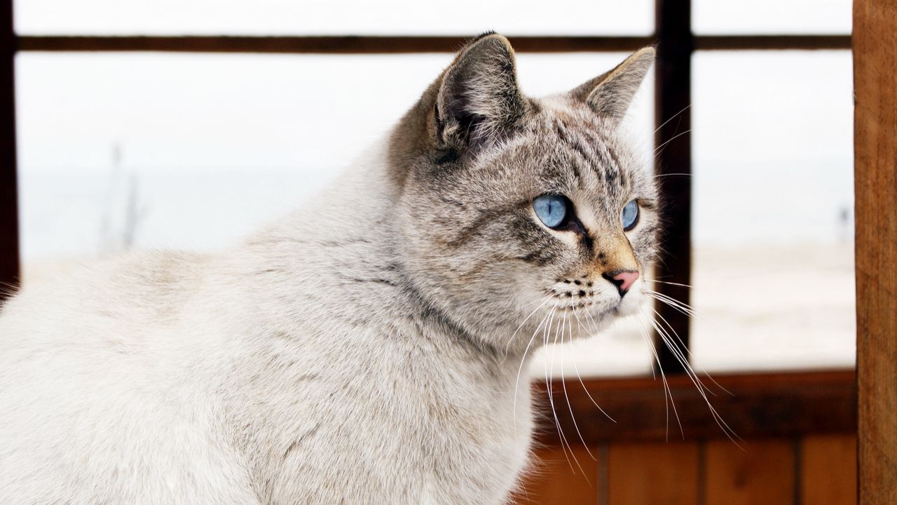 Wallpaper cat, blue eyes, window, view
