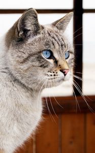 Preview wallpaper cat, blue eyes, window, view