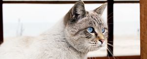 Preview wallpaper cat, blue eyes, window, view