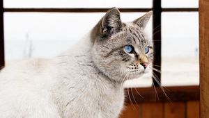 Preview wallpaper cat, blue eyes, window, view
