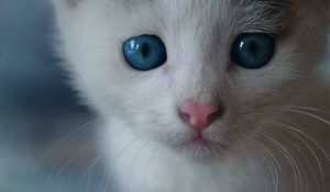 Preview wallpaper cat, blue-eyed, bushy