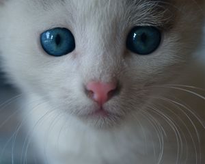 Preview wallpaper cat, blue-eyed, bushy