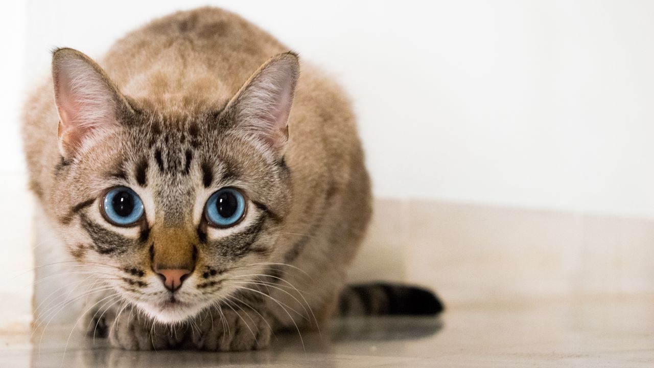 Wallpaper cat, blue-eyed, glance