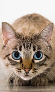 Preview wallpaper cat, blue-eyed, glance