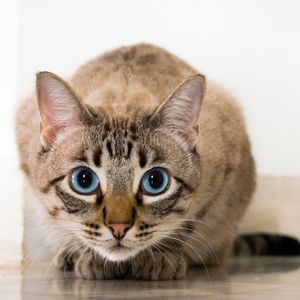 Preview wallpaper cat, blue-eyed, glance