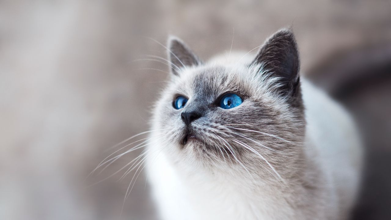 Wallpaper cat, blue-eyed, look