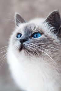 Preview wallpaper cat, blue-eyed, look
