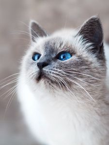 Preview wallpaper cat, blue-eyed, look