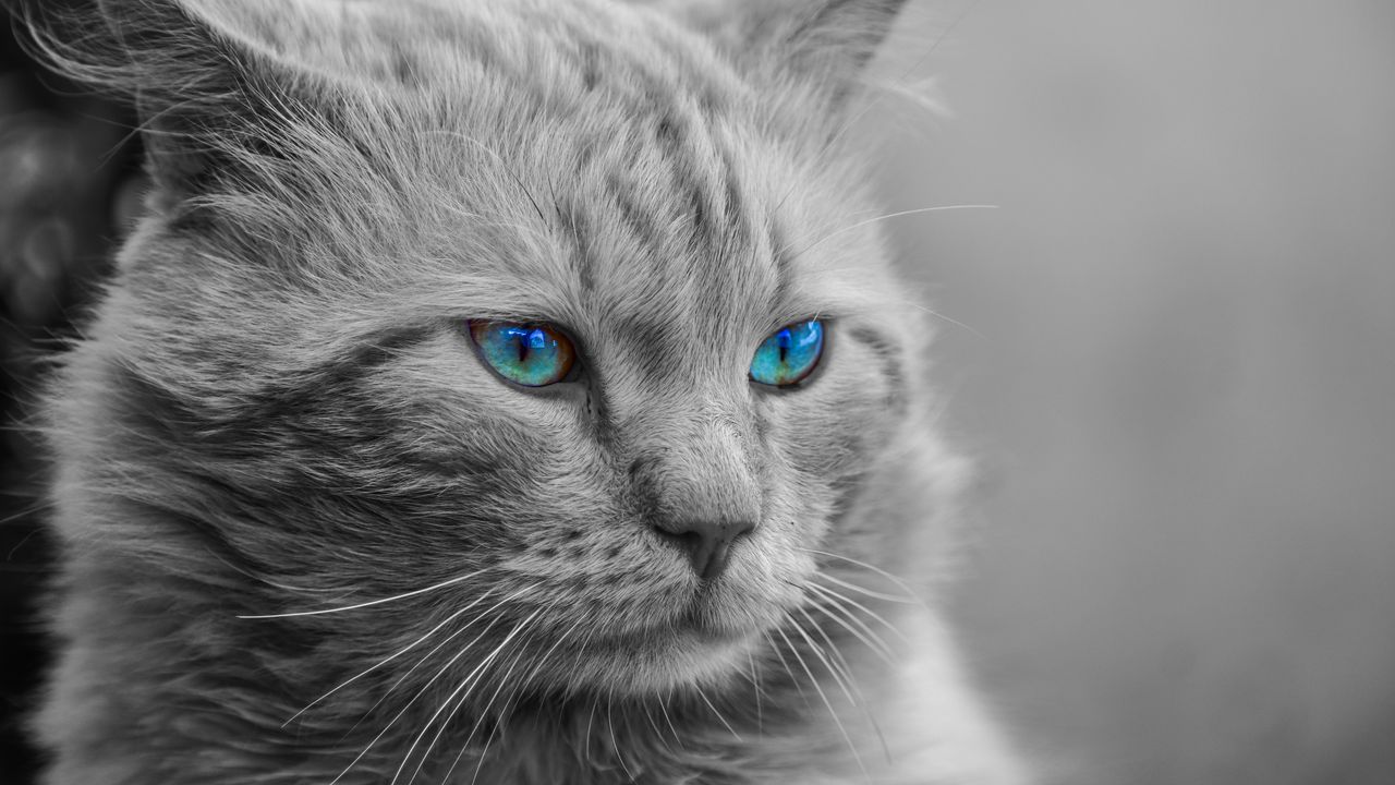 Wallpaper cat, blue-eyed, muzzle, photoshop, fluffy, bw