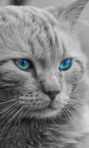 Preview wallpaper cat, blue-eyed, muzzle, photoshop, fluffy, bw