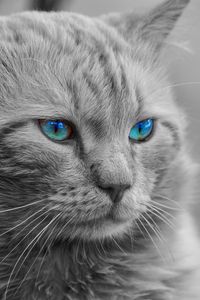 Preview wallpaper cat, blue-eyed, muzzle, photoshop, fluffy, bw