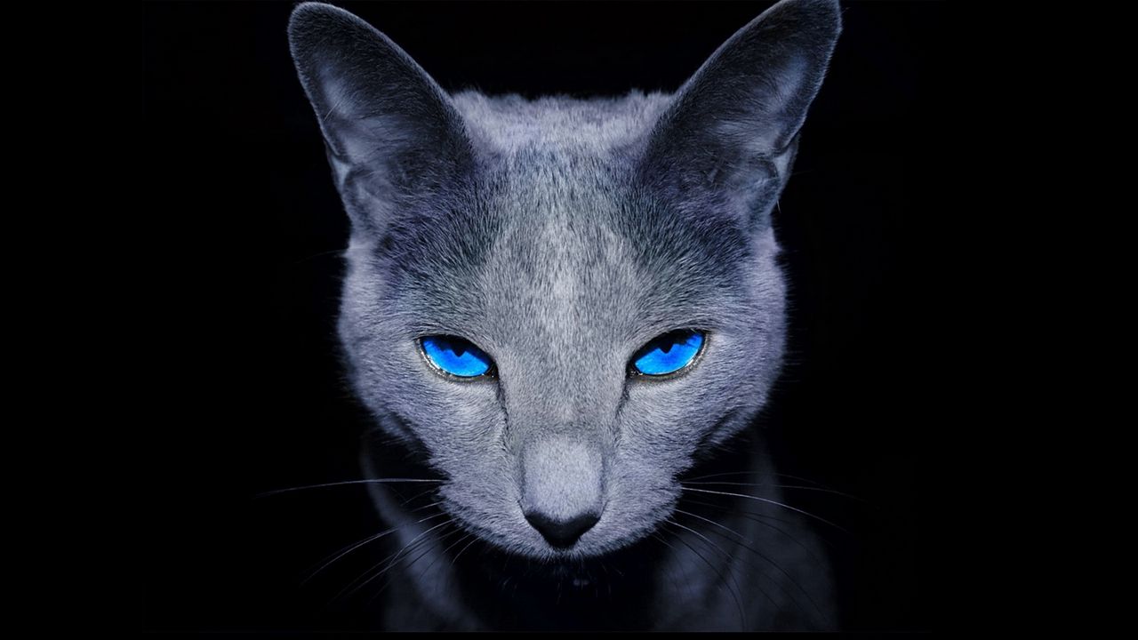 Wallpaper cat, blue-eyed, shadow, dark