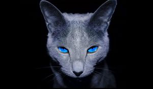 Preview wallpaper cat, blue-eyed, shadow, dark
