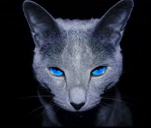 Preview wallpaper cat, blue-eyed, shadow, dark