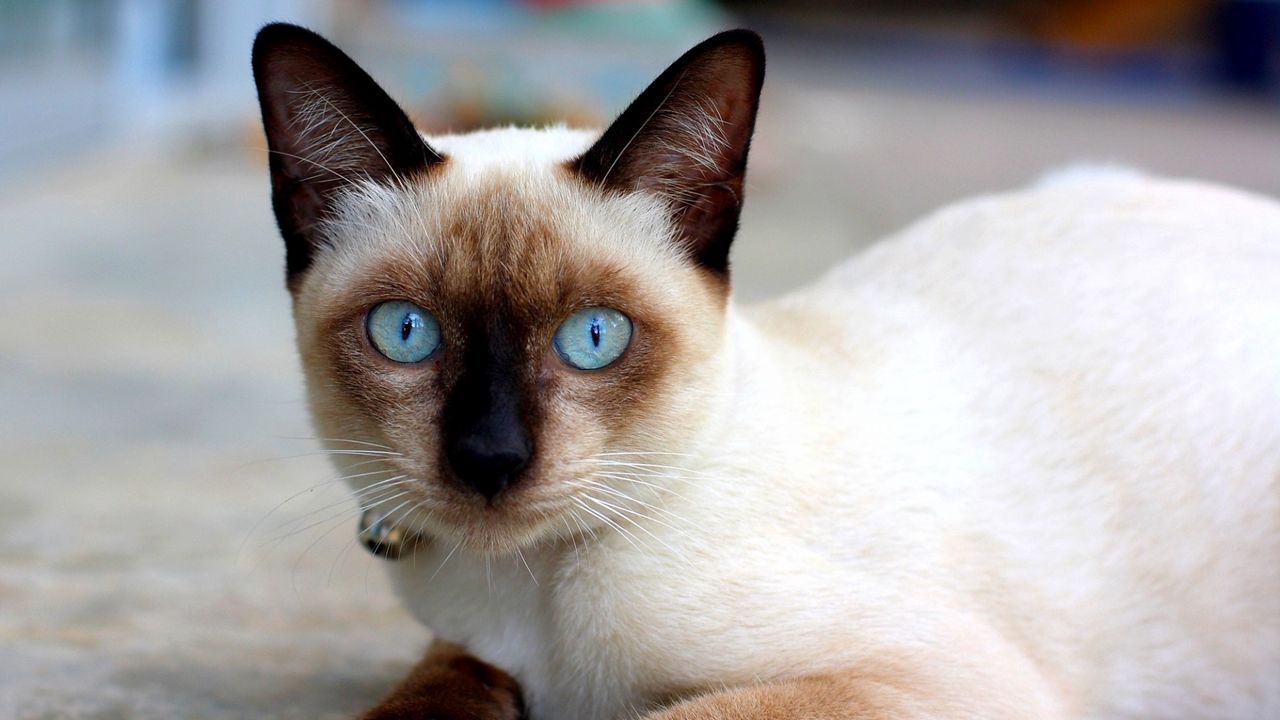 Wallpaper cat, blue-eyed, siamese, lie