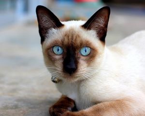 Preview wallpaper cat, blue-eyed, siamese, lie