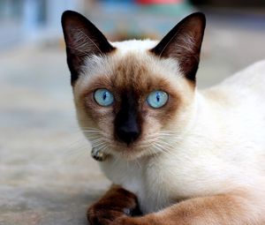 Preview wallpaper cat, blue-eyed, siamese, lie