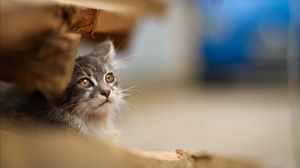 Preview wallpaper cat, blur, sitting, snout