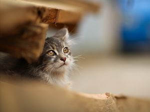 Preview wallpaper cat, blur, sitting, snout