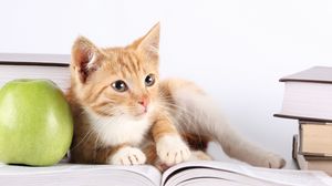 Preview wallpaper cat, book, apple, lie