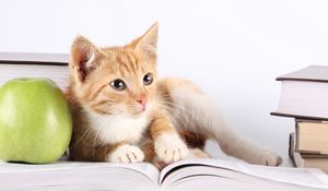 Preview wallpaper cat, book, apple, lie