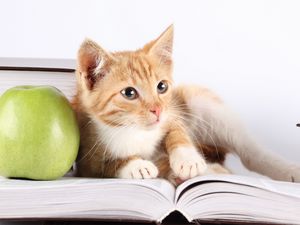 Preview wallpaper cat, book, apple, lie