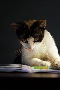 Preview wallpaper cat, book, curiosity, dark, spotted