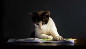 Preview wallpaper cat, book, curiosity, dark, spotted