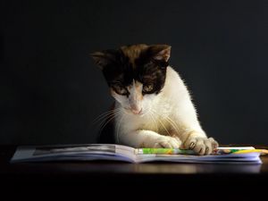 Preview wallpaper cat, book, curiosity, dark, spotted