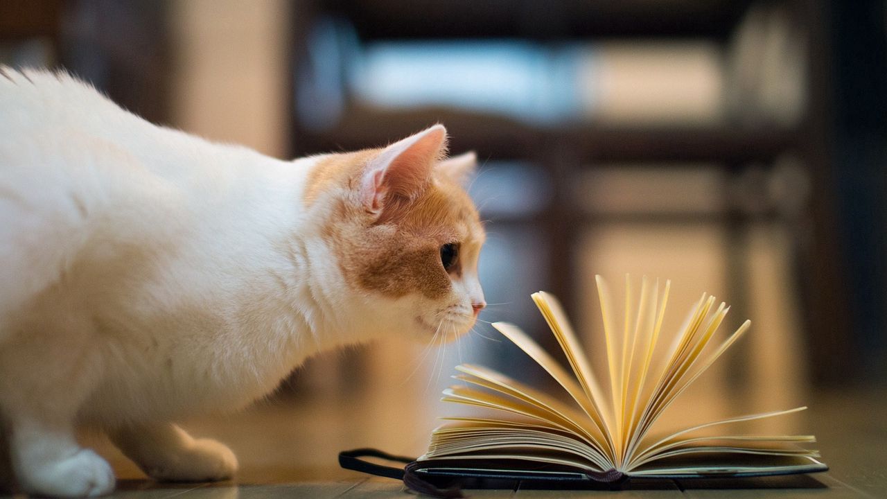 Wallpaper cat, book, curiosity, floors