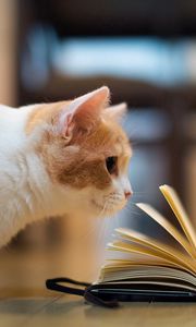 Preview wallpaper cat, book, curiosity, floors