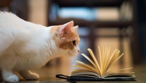 Preview wallpaper cat, book, curiosity, floors