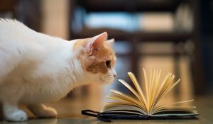 Preview wallpaper cat, book, curiosity, floors