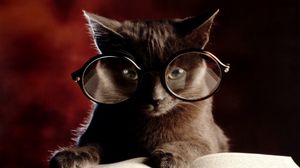 Preview wallpaper cat, book, glasses