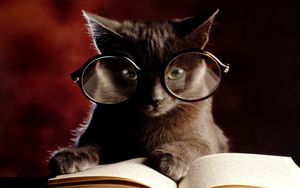 Preview wallpaper cat, book, glasses