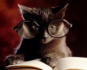 Preview wallpaper cat, book, glasses