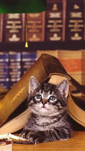 Preview wallpaper cat, book, lying, face, library