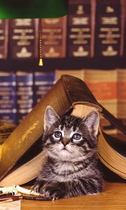 Preview wallpaper cat, book, lying, face, library