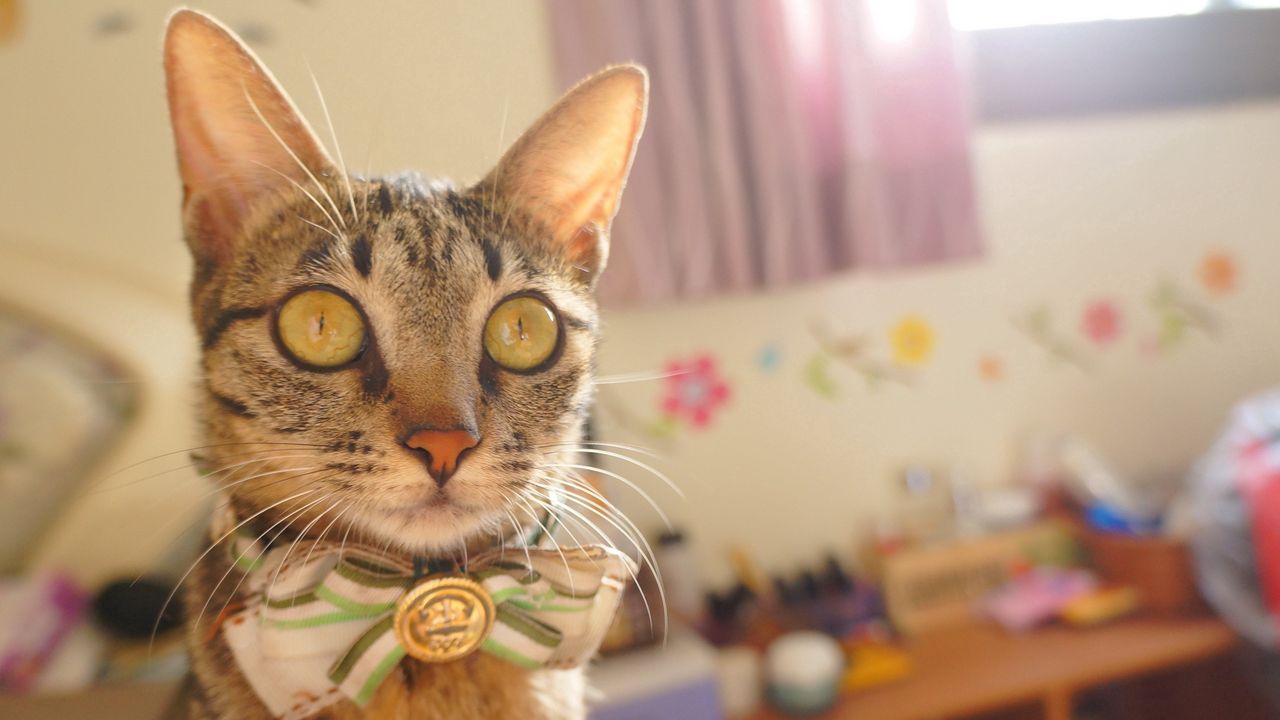 Wallpaper cat, bow, muzzle, eyes, striped, pretty, elegant