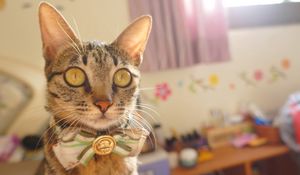 Preview wallpaper cat, bow, muzzle, eyes, striped, pretty, elegant