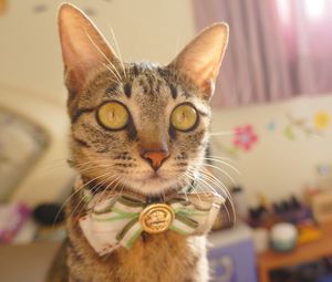 Preview wallpaper cat, bow, muzzle, eyes, striped, pretty, elegant