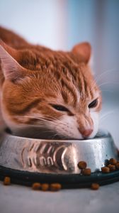 Preview wallpaper cat, bowl, food, muzzle, red