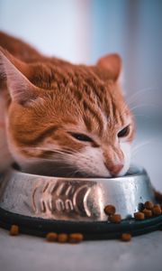 Preview wallpaper cat, bowl, food, muzzle, red