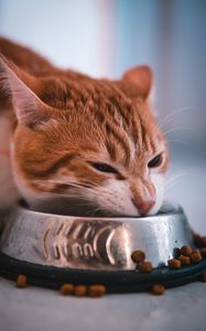 Preview wallpaper cat, bowl, food, muzzle, red