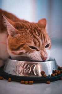 Preview wallpaper cat, bowl, food, muzzle, red