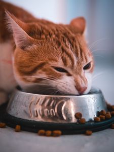 Preview wallpaper cat, bowl, food, muzzle, red