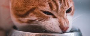 Preview wallpaper cat, bowl, food, muzzle, red
