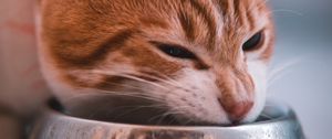 Preview wallpaper cat, bowl, food, muzzle, red